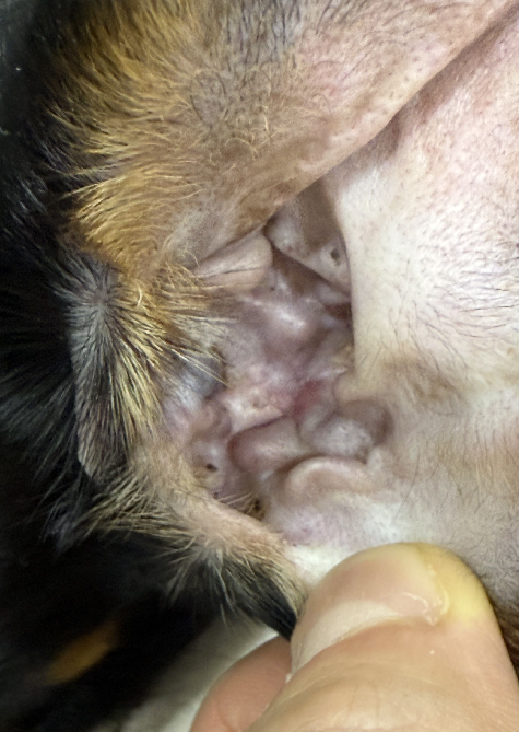 강아지 이도 저형성 (Ear canal atresia); Zepps : 네이버 블로그