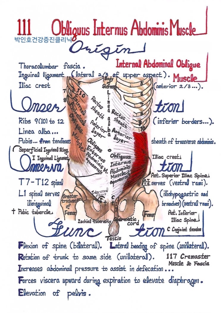 기능해부학 ☆111 배속빗근 ; 내복사근 ; 속배빗근 Obliquus Internus Abdominis M. ; Internal ...