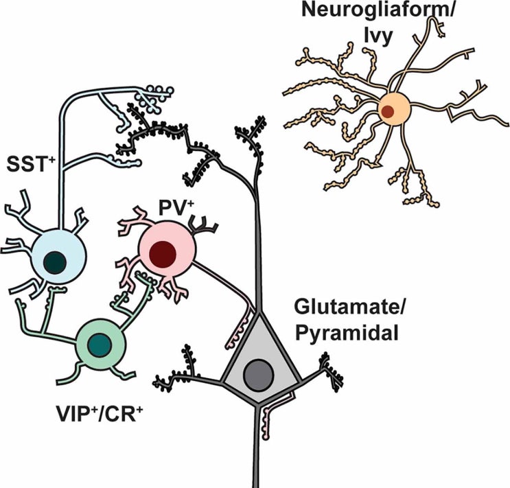 인터뉴런(연합뉴런, interneuron) : 종류, 피라미드 뉴런과 인터뉴런(PV, SST, VIP 인터뉴런) : 네이버 블로그