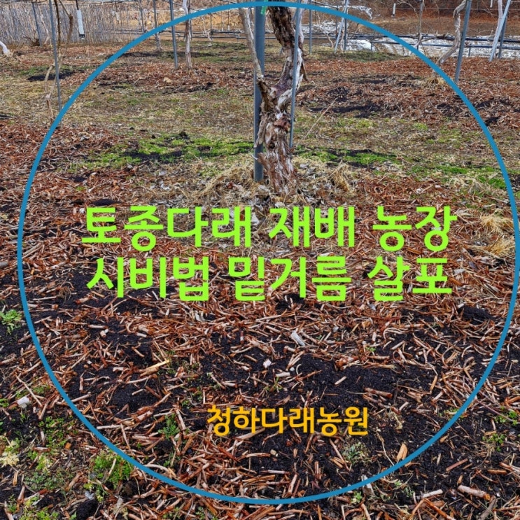 토종다래 재배 농장 시비법 밑거름 퇴비 거름 살포 다래 거름주기 : 네이버 블로그