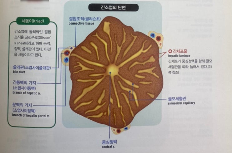 간과 쓸개에 대해 복습ㅣ간의 구조 자세히 ⑬ : 네이버 블로그