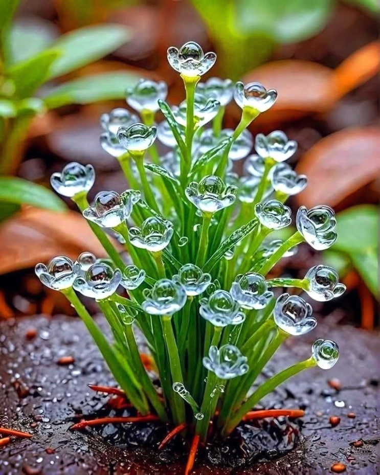 유리꽃 또는 산하엽(Diphylleia Grayi) : 네이버 블로그