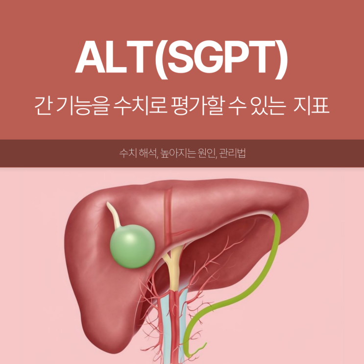 ALT(SGPT)수치란?간기능 검사 해석부터 관리법까지 총정리 : 네이버 블로그
