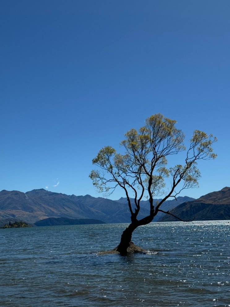 🇳🇿 뉴질랜드 와나카 호수 나홀로나무 ‘That Wanaka Tree’ – 위치, 유래 & 호수에서 수영하기 : 네이버 블로그