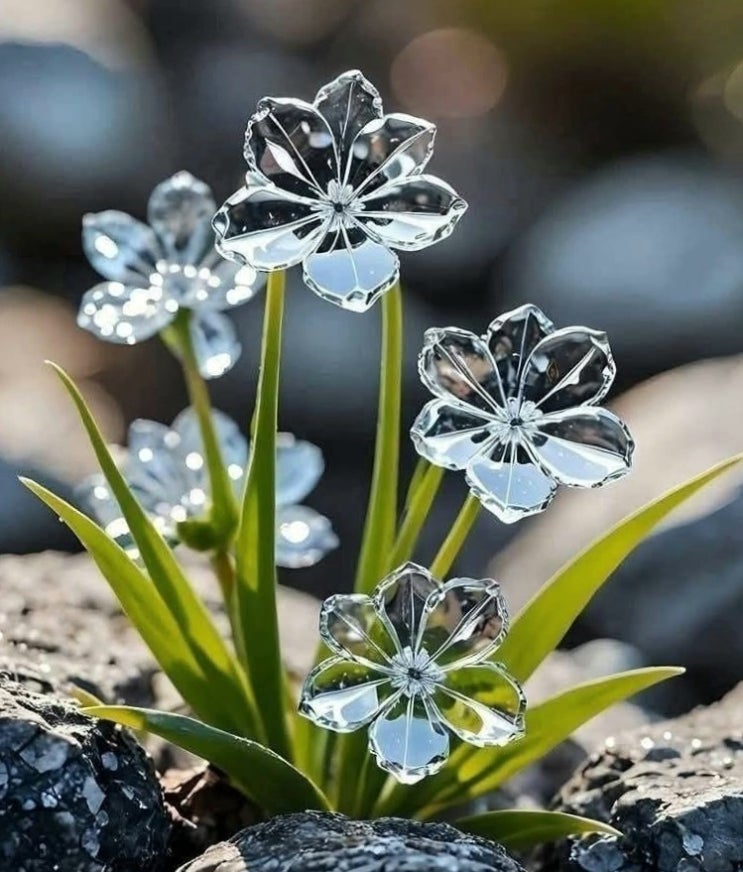 물을 머금고 꽃잎이 투명하게 변하는 꽃/ 학명: 디필리아 그레이(Diphylleia grayi), 산하엽 : 네이버 블로그
