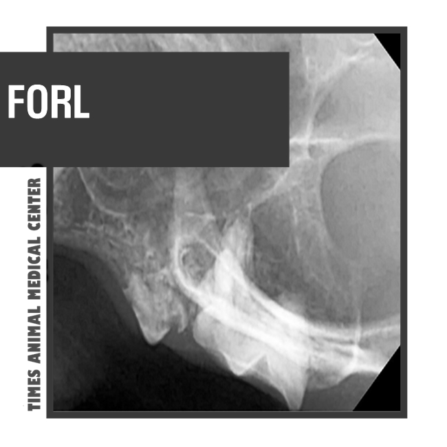 수원 고양이 동물병원 - 치과 질환 FORL 치료 : 네이버 블로그