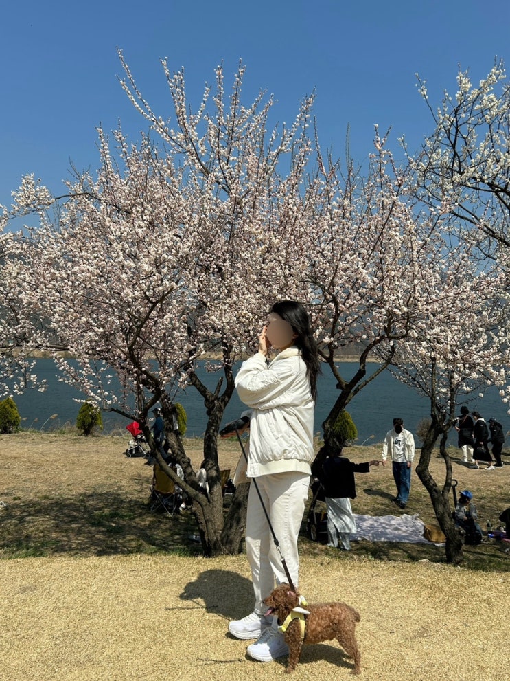 산이(반려견) 언급이 포함된 여행 블로그 이미지