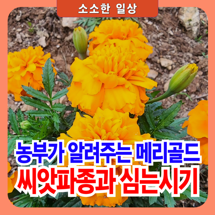 찐 농부가 알려주는 유기농 메리골드 씨앗 파종방법과 심는 시기 : 네이버 블로그