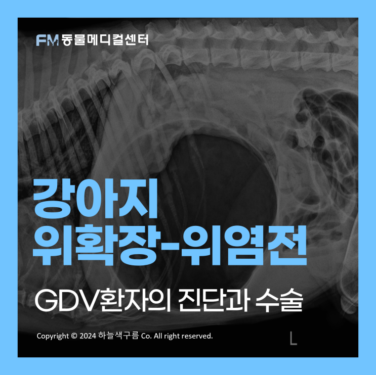 [FM동물메디컬센터 CASE] 일산 강아지동물병원, 강아지 위확장-위염전증(Gastric Dilatation-Volvulus ...