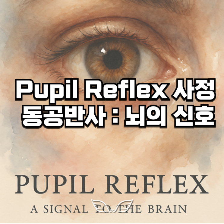 Pupil Reflex 사정 동공반사 : 뇌의 신호 Prompt Oval Pin point Sluggish Dilated ...
