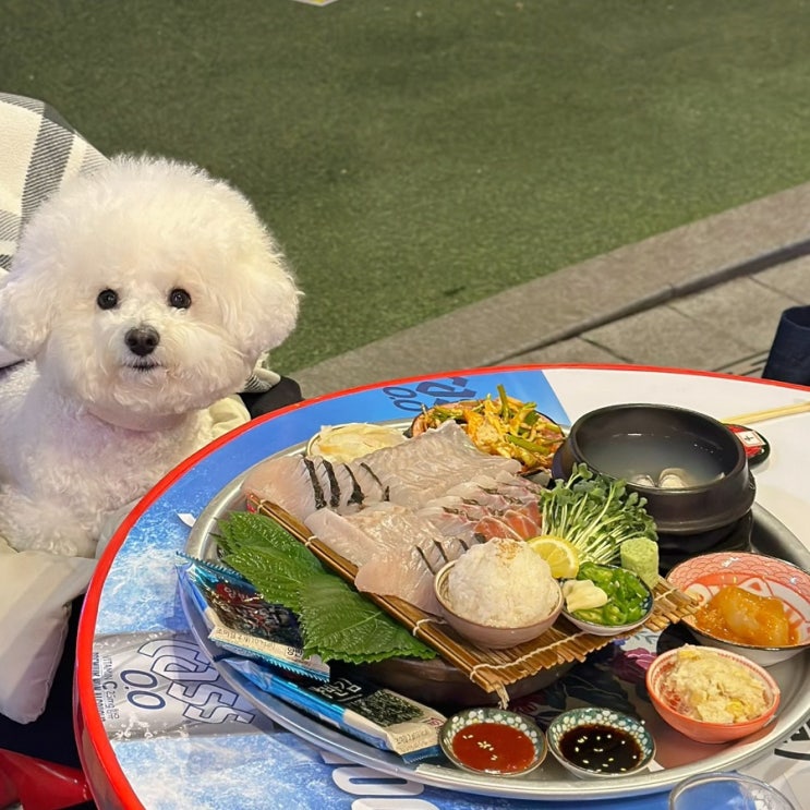 발산역 맛집 마곡 횟집 너울 야장 야외테라스 애견동반 가능 : 네이버 블로그