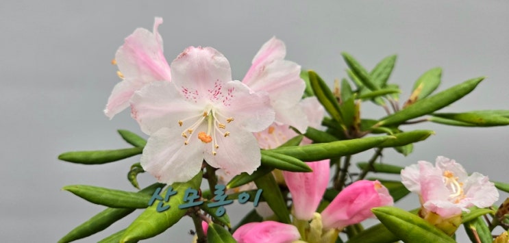 아카보시 만병초 : 네이버 블로그