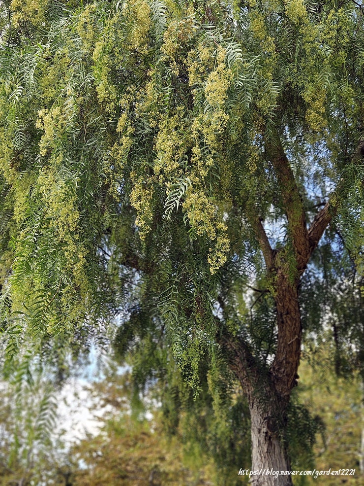 Pepper Tree(후추나무) : 네이버 블로그