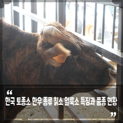 한국 토종소 한우 종류 칡소 얼룩소 특징과 품종 현황 : 네이버 블로그