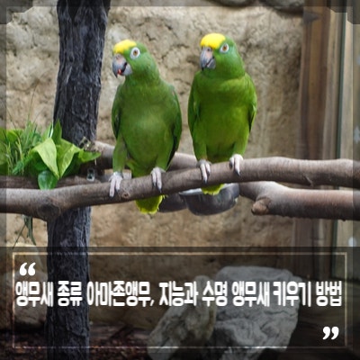앵무새 종류 아마존앵무, 지능과 수명 앵무새 키우기 방법 : 네이버 블로그
