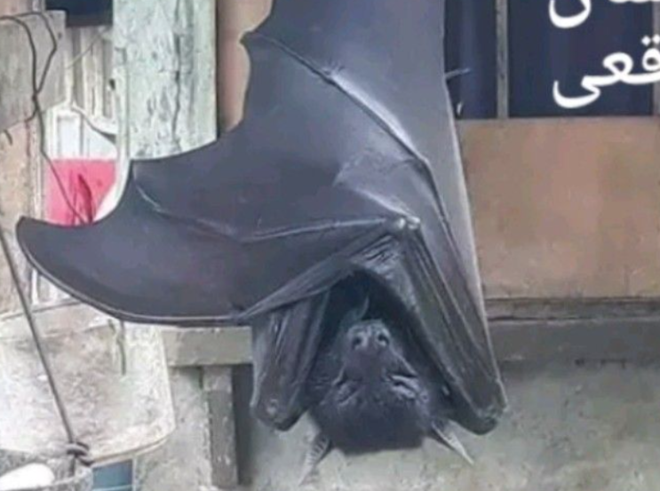 황금볏과일박쥐 과일 먹이 크기 특징 : 네이버 블로그