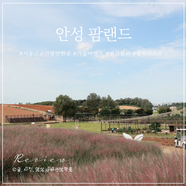 서울 근교 가을 여행지 안성 팜랜드 핑크뮬리 황하코스모스 명소 : 네이버 블로그