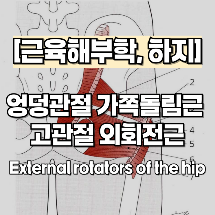 [근육해부학, 하지] 엉덩관절 가쪽돌림근 고관절 외회전근 External rotators of the hip : 네이버 블로그