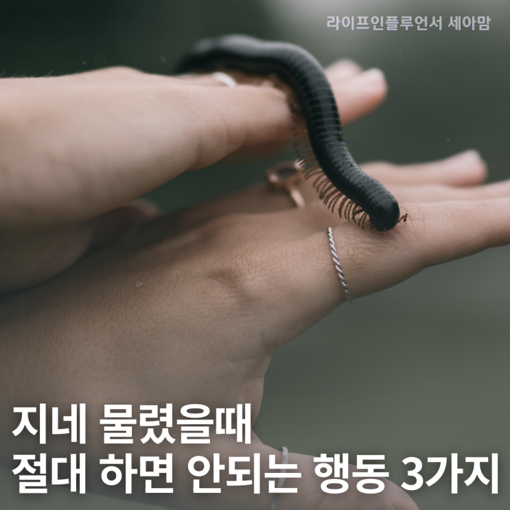 지네물림 이렇게 대처하세요! 물렸을때 절대 하면 안되는 행동 3가지 : 네이버 블로그