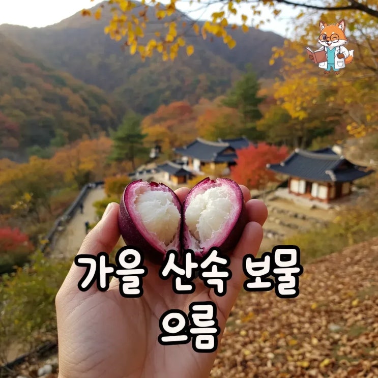 가을 산속 보물 으름 효능과 으름덩굴 이야기 : 네이버 블로그