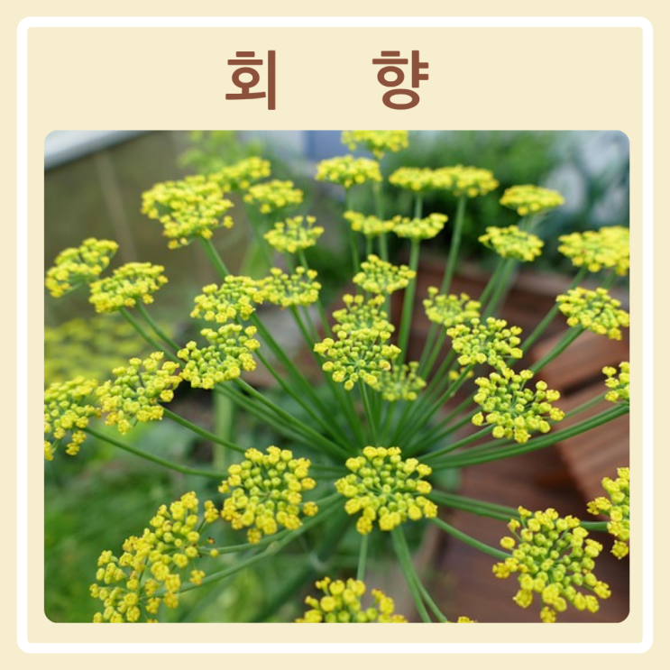 오늘의 꽃~ 회향~ : 네이버 블로그