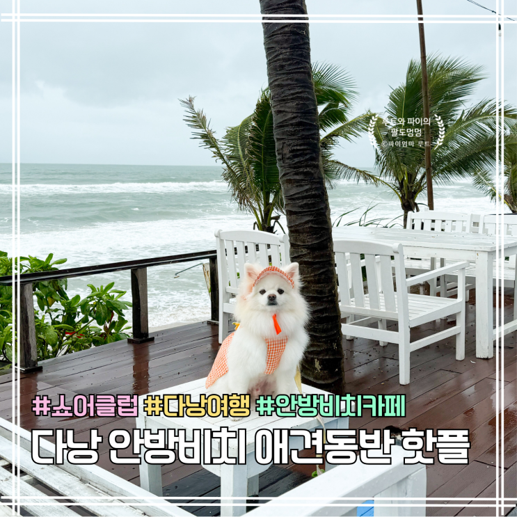 다낭 애견동반 가볼만한곳 | 안방비치 쇼어 클럽 후기