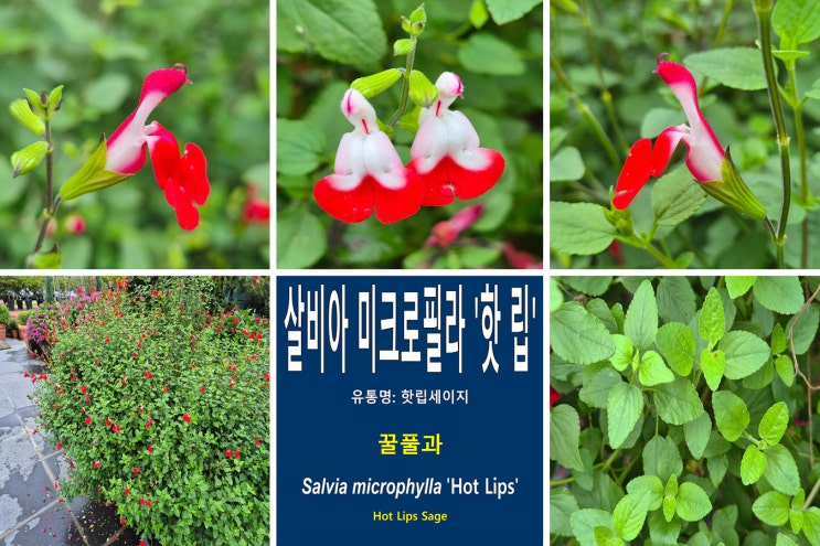 살비아 미크로필라 ‘핫 립’ [Salvia microphylla 'Hot Lips'](3) 꽃 꿀풀과 핫립세이지 세이지꽃 ...