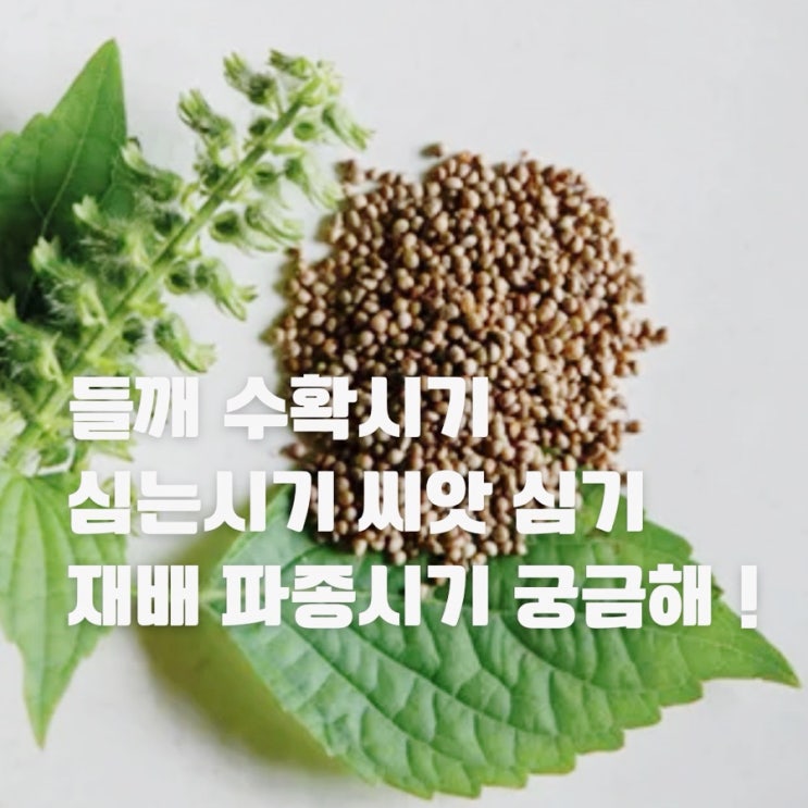 들깨 수확시기 심는시기 씨앗 심기 재배 파종시기 궁금해 ! : 네이버 블로그