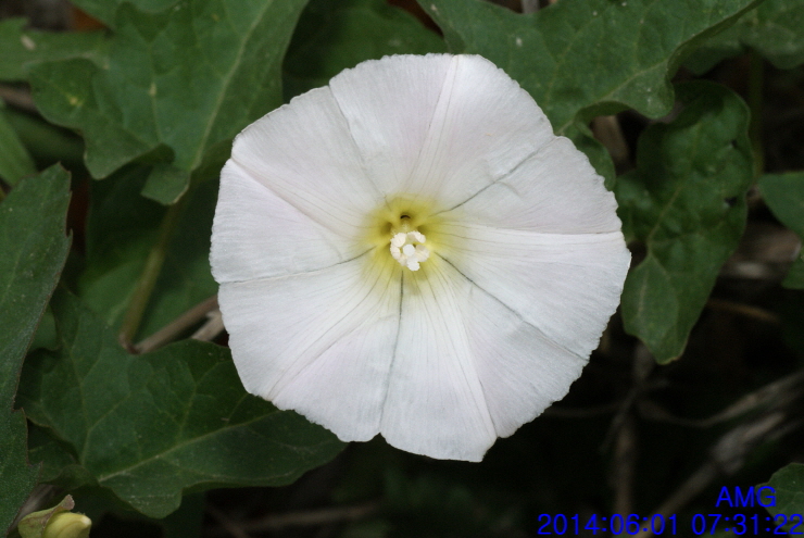 Calystegia hederacea 애기메꽃 / 2014-06-01 : 네이버 블로그