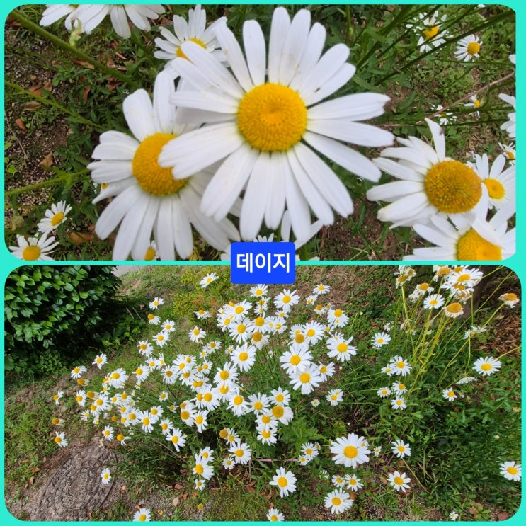 [들꽃산책-105] 데이지 : 네이버 블로그
