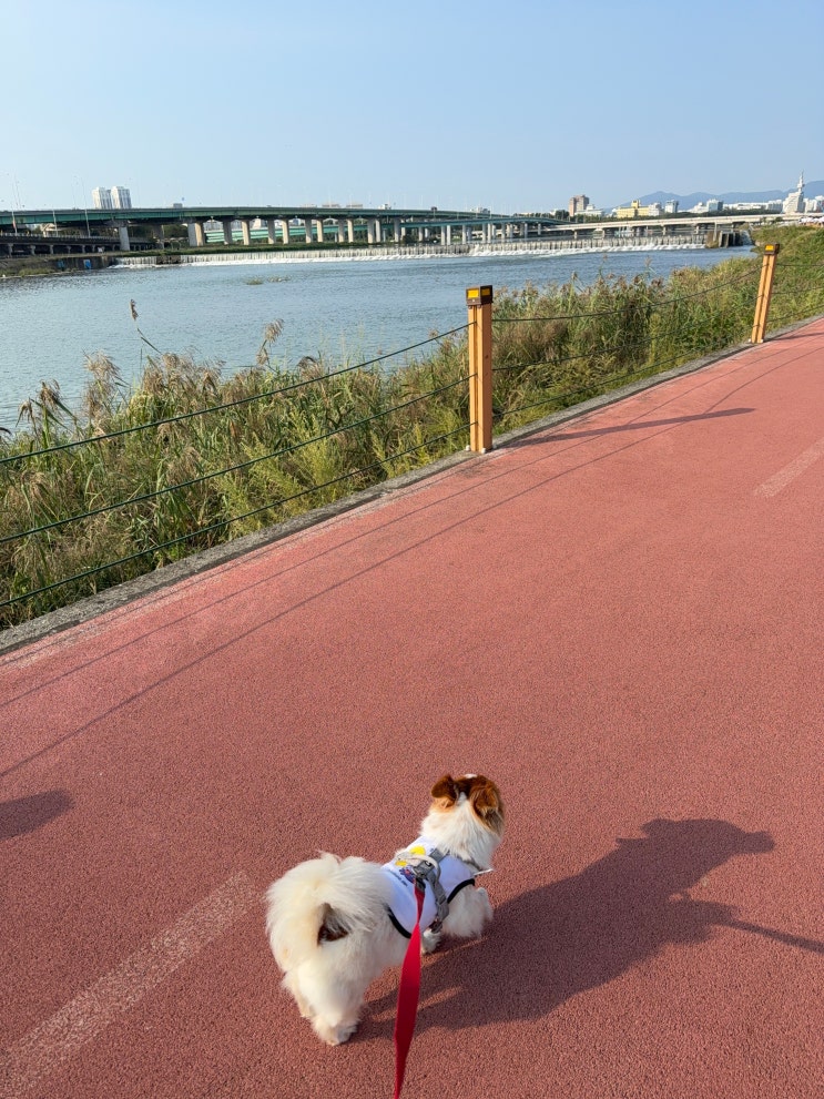 댕댕런 2025 in 대전 반려견과 함께하는 마라톤 후기