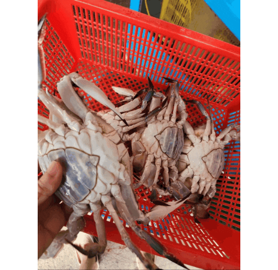💃🦀 이제 슬슬 옵니다… 암꽃게의 계절! : 네이버 블로그