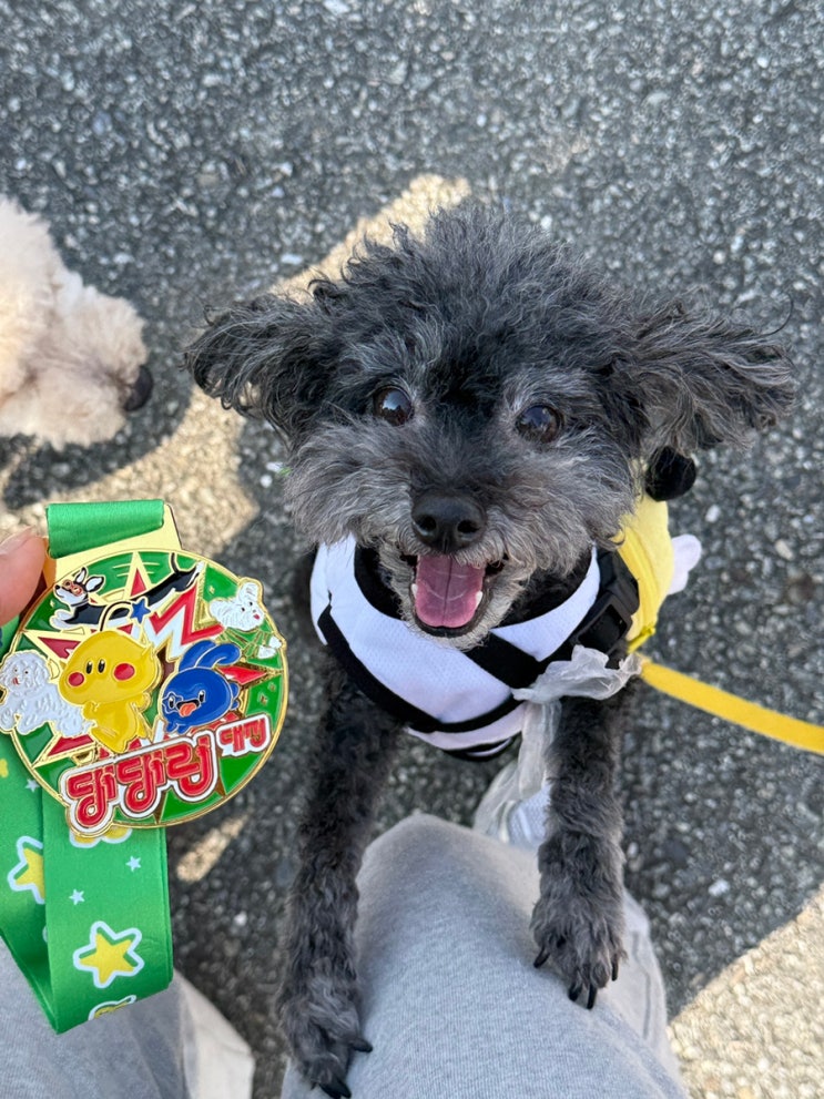 댕댕런 2025 in 대전 참가 후기