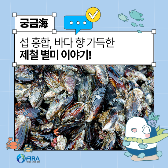 섭 홍합, 우리가 알고 있는 홍합은 사실 지중해담치? : 네이버 블로그