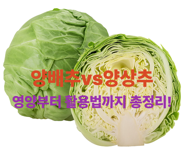 양배추vs양상추,영양부터 활용법까지 총정리! : 네이버 블로그