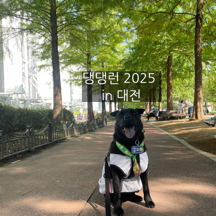 댕댕런 2025 in 대전, 연습과 참가 후기