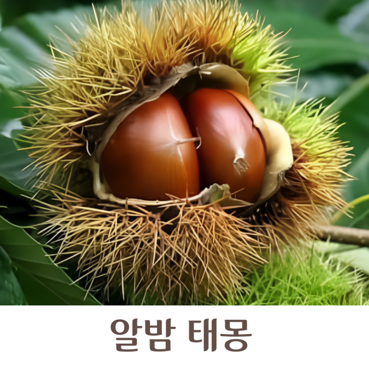 알밤 태몽 밤꿈 성별 해석 여자 남자 무엇일까 : 네이버 블로그
