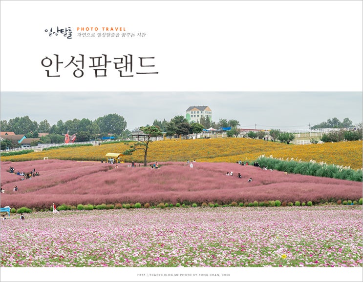 경기도 안성 가볼만한곳 농협 안성팜랜드 핑크뮬리 코스모스 축제 : 네이버 블로그