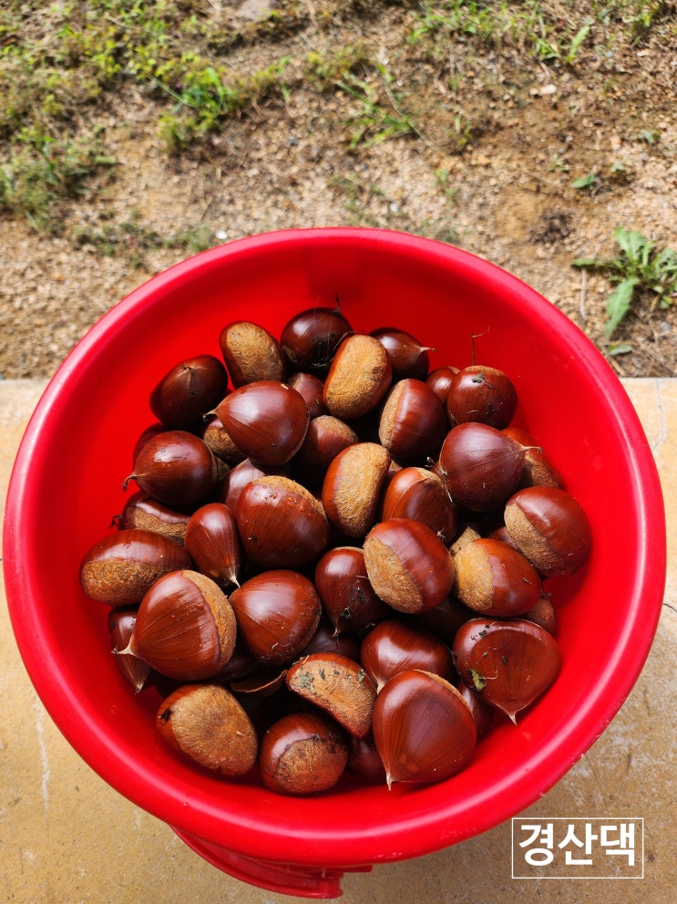 밤 보관법 오래 보관하는 법 알밤 냉장 생밤 보관방법 깐밤 보관까지알려드립니다. : 네이버 블로그