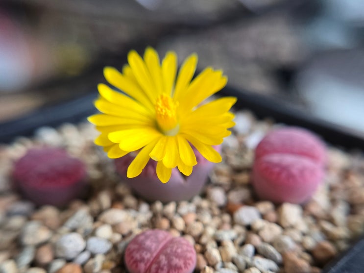 Lithops 'Hanawared' : 네이버 블로그