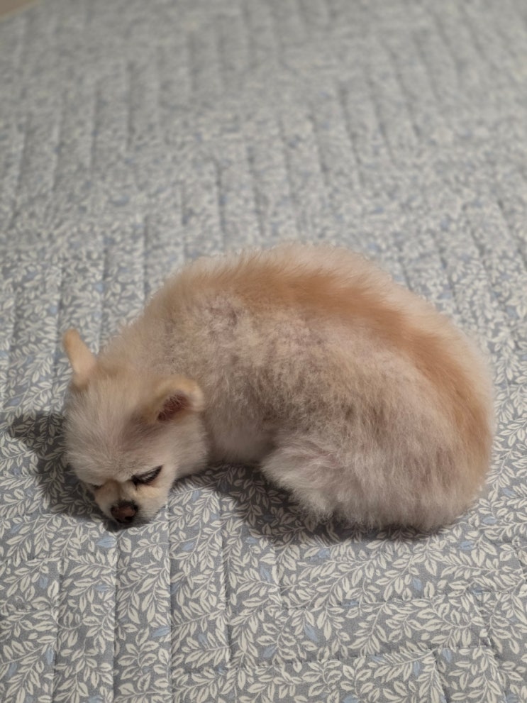 전자파없는 워셔블 온수매트 스팀보이 쿠션형 카본 SM314 네이버 넾다세일 : 네이버 블로그