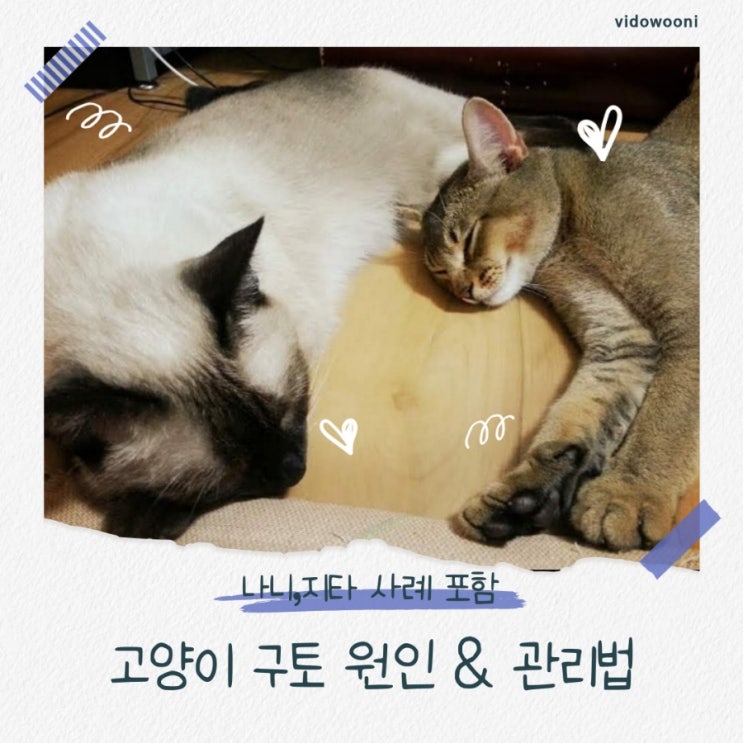 고양이 구토 원인과 종류 완벽 정리 나니,지타 사례 : 네이버 블로그