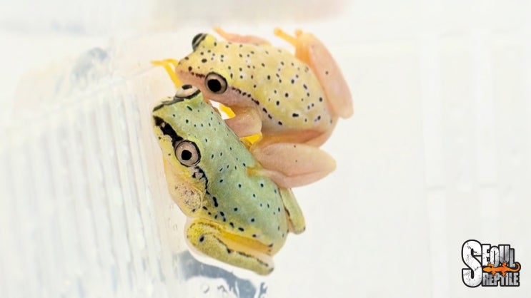 아름다운 푸른색의 마다가스카르 개구리, 블루백 리드 프록! 양서류 사육 정보와 입고 소식 Blue-back Reed Frog ...