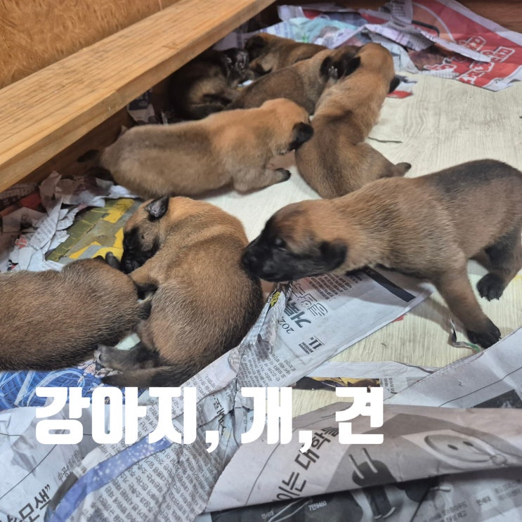 개, 견, 강아지 단어 적절한 사용 방법 : 네이버 블로그