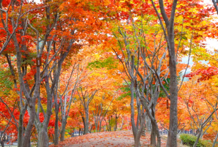 🍂 수도권 근교 당일 단풍 여행 3코스 : 네이버 블로그