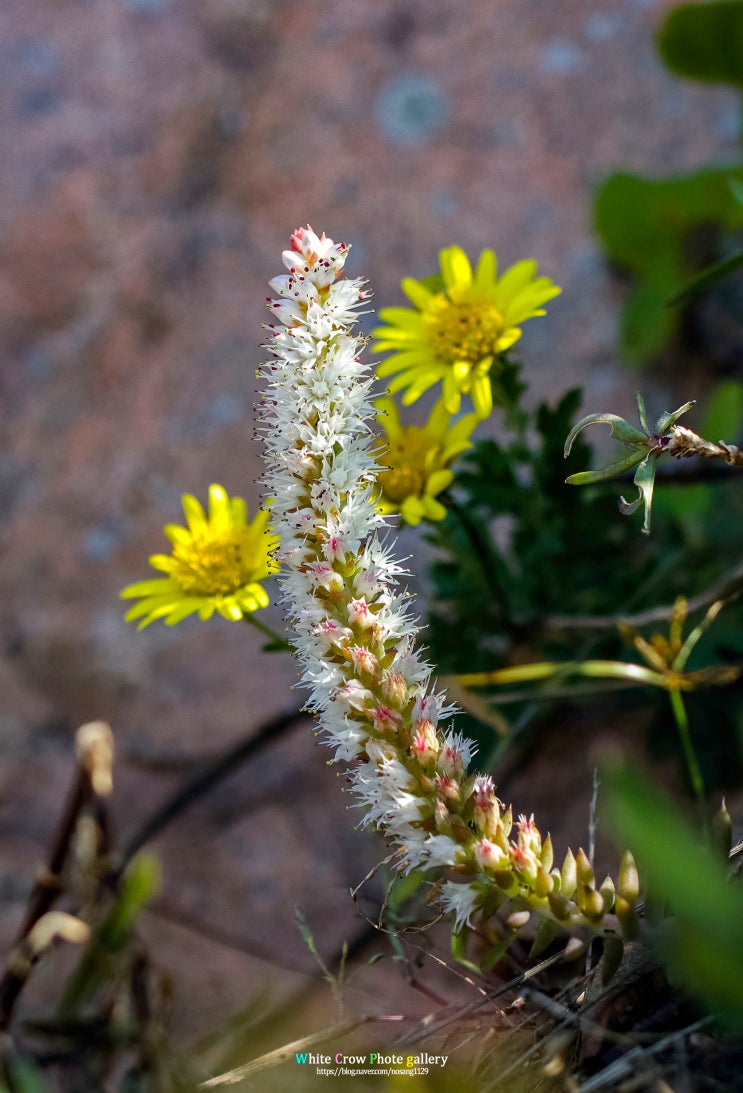 용유도에서~~여기저기 참견하기 ~ : 네이버 블로그