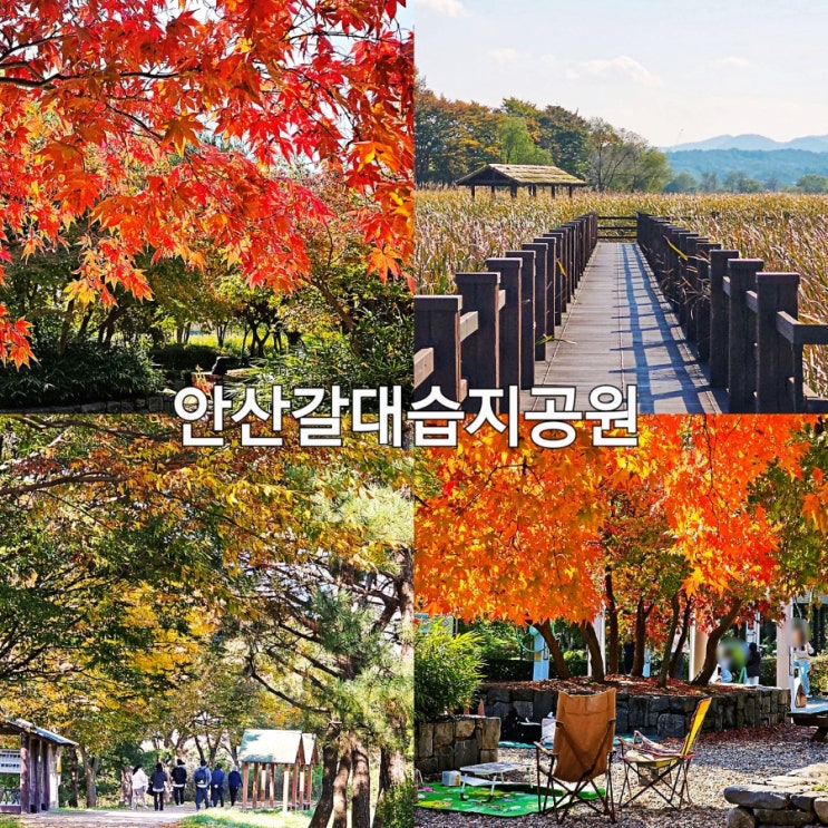 경기도 안산 가볼만한곳 가을 여행 추천 안산 갈대습지 공원 축제 : 네이버 블로그