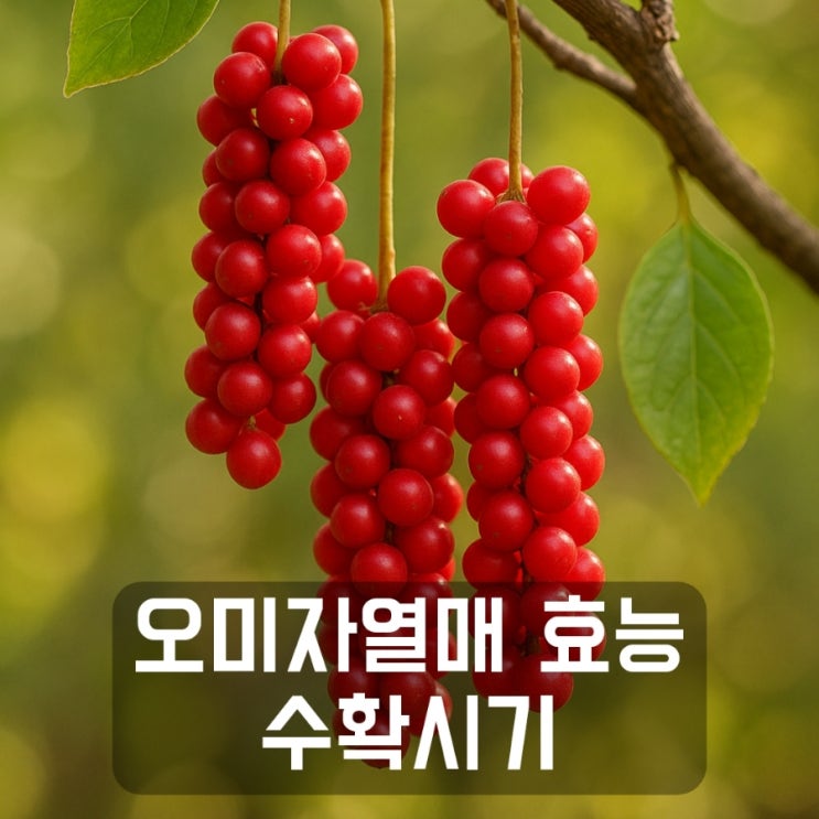 오미자열매 효능 먹는방법 오미자 수확시기 : 네이버 블로그
