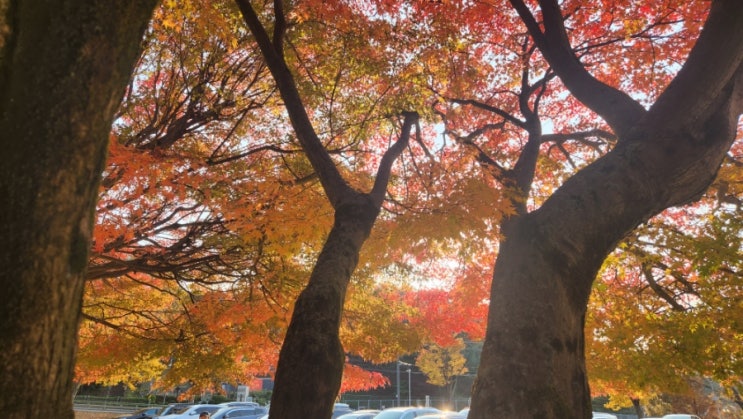 [경기 파주] 서울근교 단풍명소는 바로 여기 : 네이버 블로그