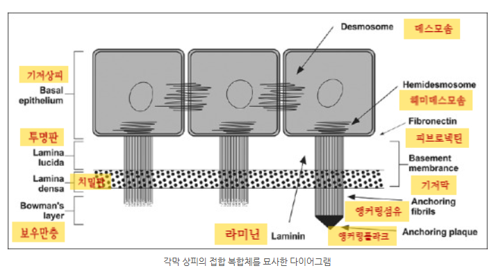 눈 각막상피 표층세포 날개세포 기저세포ㅣ각막구조공부⑤ : 네이버 블로그